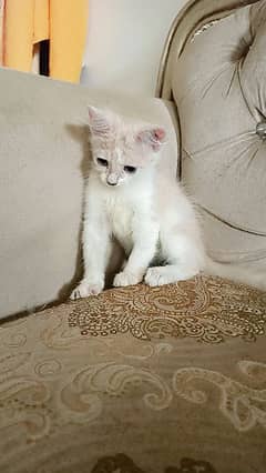 Persian