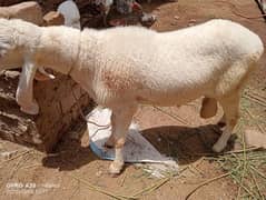 1 male Sheep pure pink n white