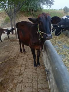 Sahiwal 2 year old for qurbani