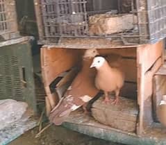 nice breder pair