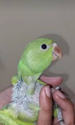 green neck chick for sale