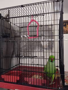 talking parrot