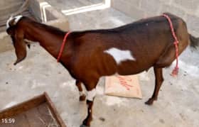 doodh