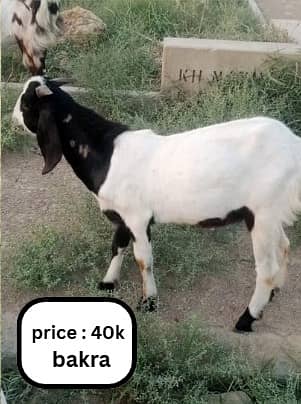 bakra | bakri | goat | Qurbani 2025 | sheep | dumba | desi bakra 1