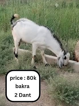 bakra | bakri | goat | Qurbani 2025 | sheep | dumba | desi bakra 2