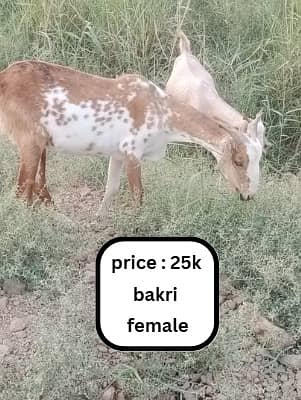 bakra | bakri | goat | Qurbani 2025 | sheep | dumba | desi bakra 4