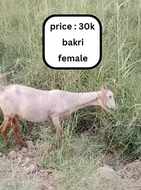 bakra | bakri | goat | Qurbani 2025 | sheep | dumba | desi bakra 5