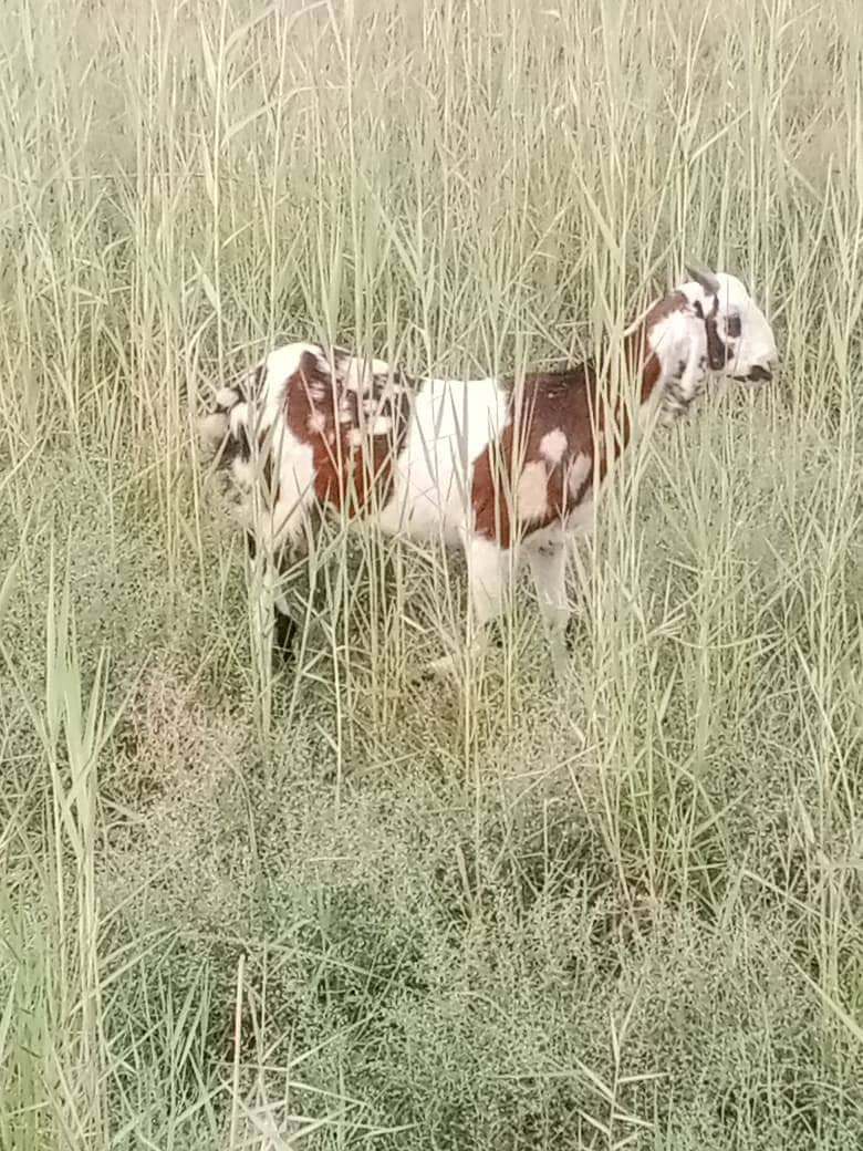 bakra | bakri | goat | Qurbani 2025 | sheep | dumba | desi bakra 8