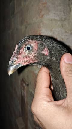 Thai + Gnoy  Hen