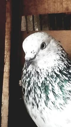 breeder pair available for sale