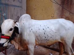 4 man bachra