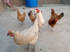 dasi hens
