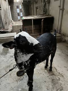 bakra for sale