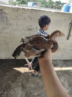 3 Aseel chicks urgent sale