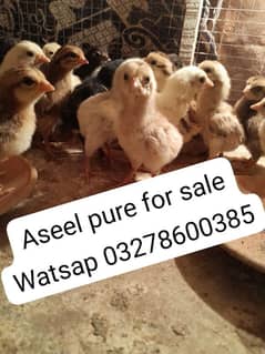 aseel chicks WA 03278600385