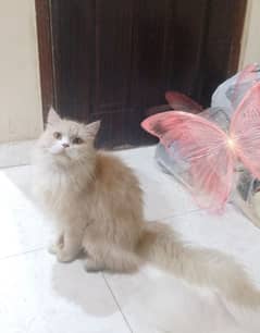 Persian female cat