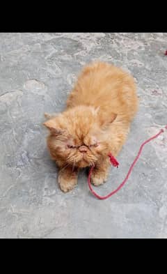 piki