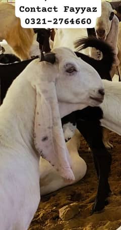 Karachi Qurbani Bakray Ala Nasal 1500 per KG