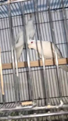 Eno white breeder pair
