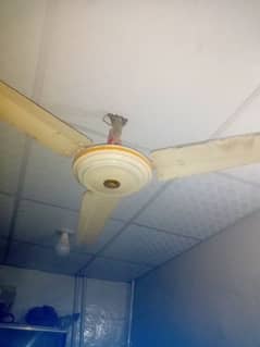 fans