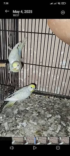 Budgie