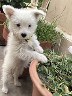 Beautiful poodle for sale