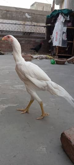 parrot beak 5 months female white