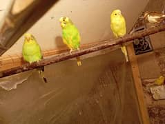 Australian parrot breeder pairs diamond dove breeder pair