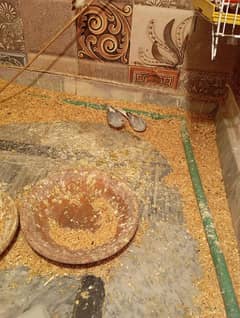 breeder pairs diamond dove