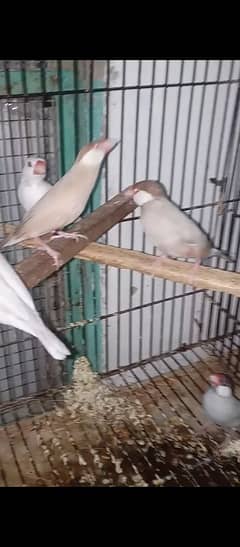 sale !!! sale !!! sale !!! sale !!! java breeder pair !!! breeder !!!