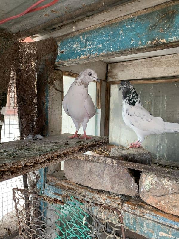 breeder pairs 1