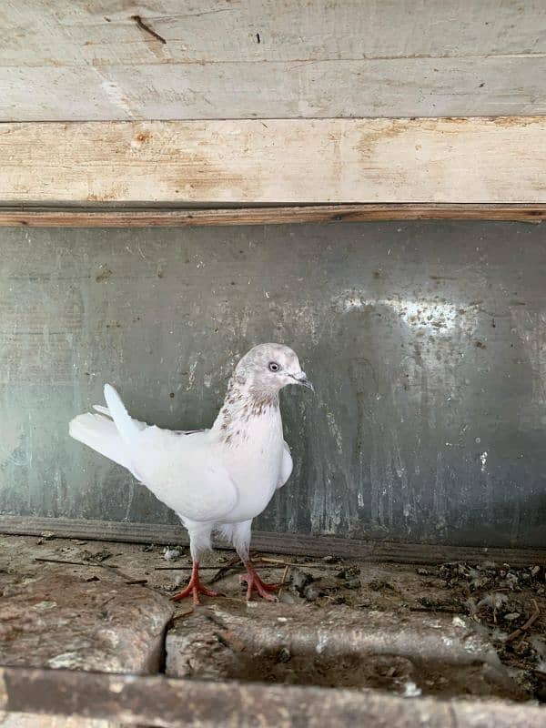 breeder pairs 5
