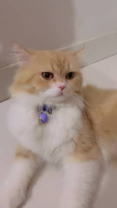 Persian Male Cat ( Punch Face )