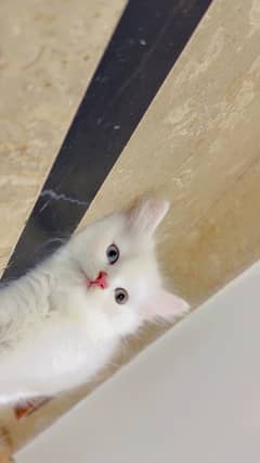 Persian cat both are 2 months