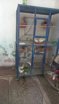 bird