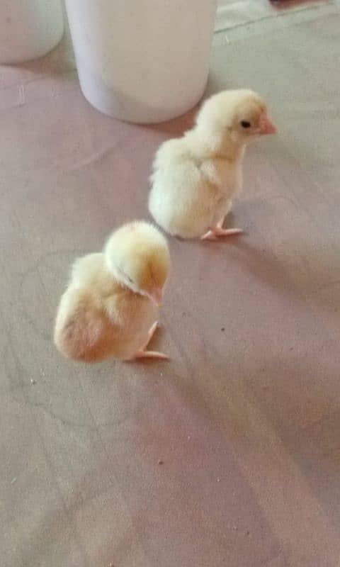 shamo and parrot beak eggs available 12