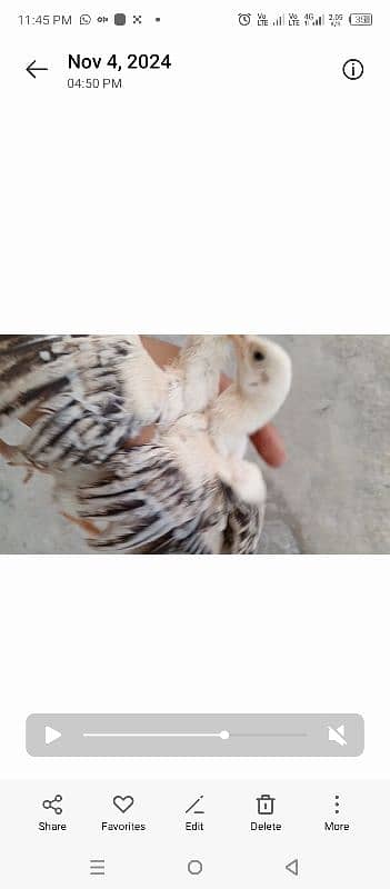 shamo and parrot beak eggs available 13