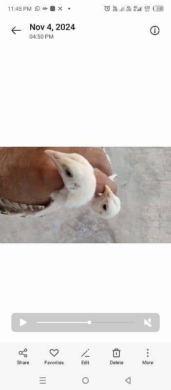 shamo and parrot beak eggs available 14