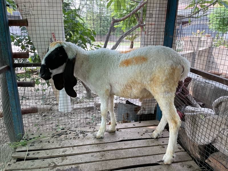chatra/sheep/bakra/kajla 0