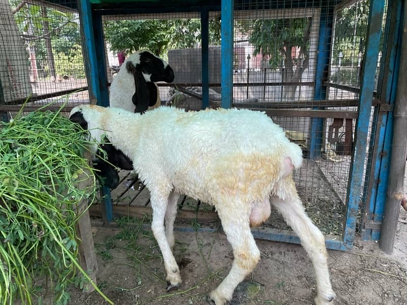 chatra/sheep/bakra/kajla 1