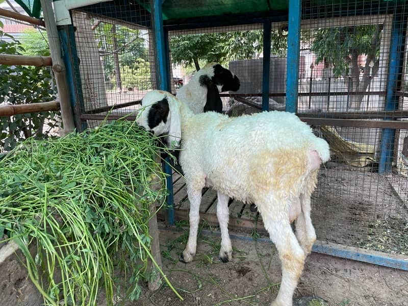 chatra/sheep/bakra/kajla 2