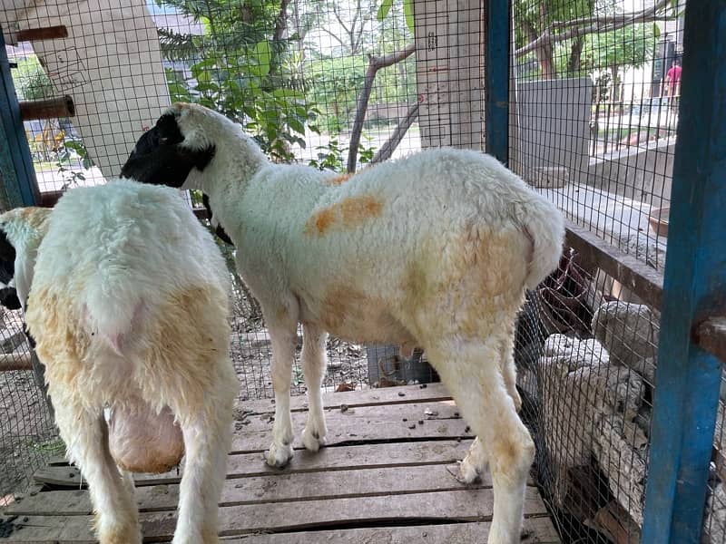 chatra/sheep/bakra/kajla 3