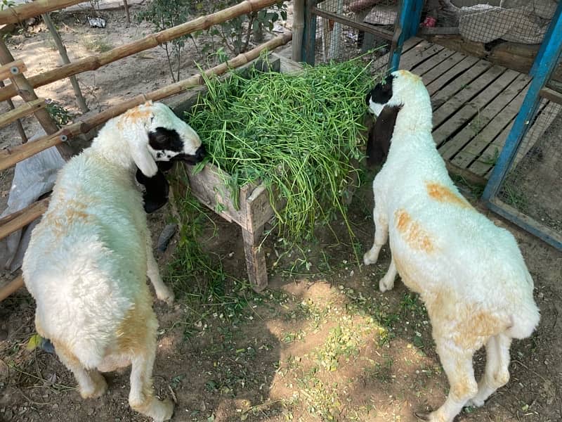chatra/sheep/bakra/kajla 4