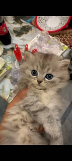 Female Persian Cat