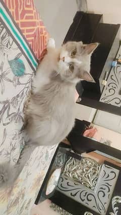 male double coat cat