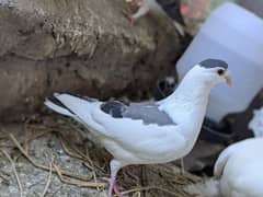 fancy and High flyer Pegion for sale urgent contact on whatapps