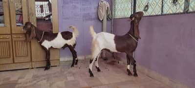 goats