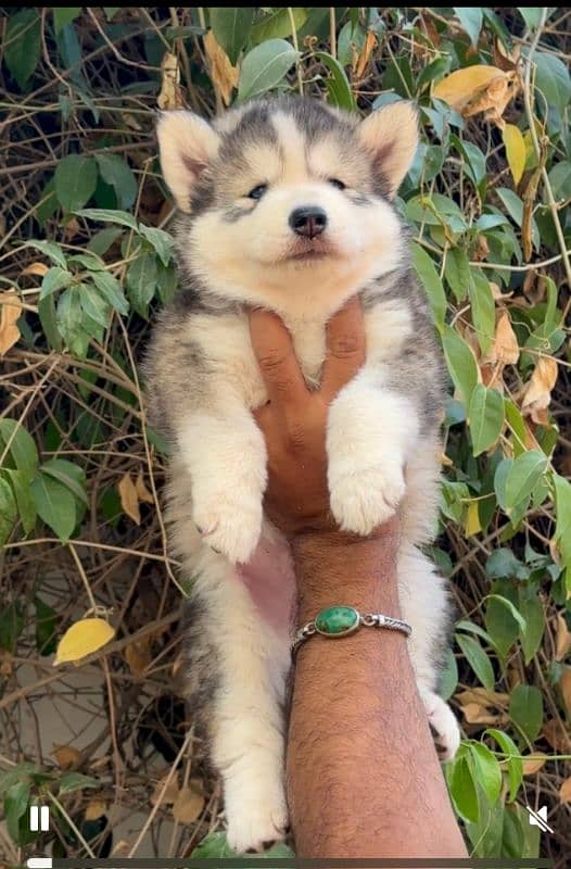 Husky Puppies 1