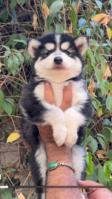 Husky Puppies 2