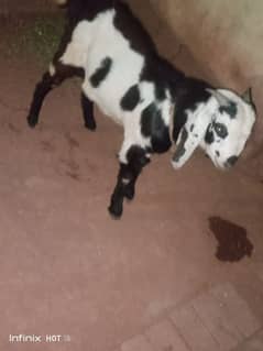 Bakra